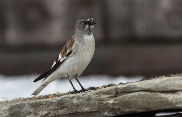 White-winged snowfinch (Montifringilla nivalis) on stone