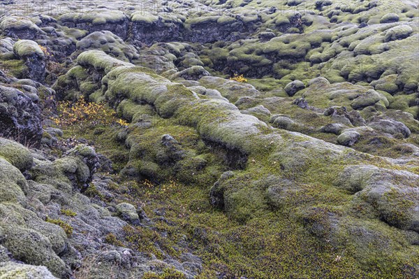 Moss-covered lava field, near Kirkjubaejarklaustur, Sudurland, Iceland, Europe