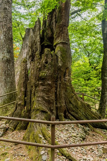 Ancient hollowed tree trunk encircled by a protective railing among forest greenery, in South Korea