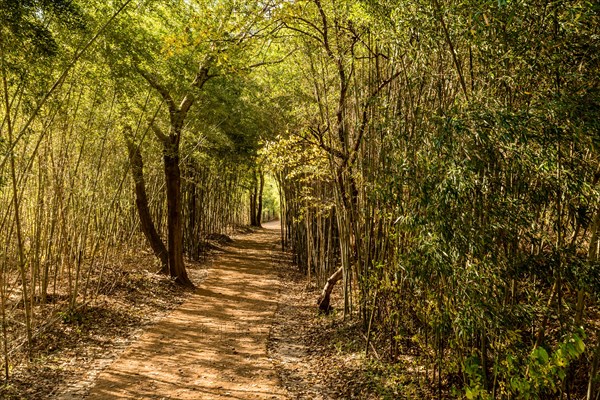 A tranquil forest path surrounded by tall, green bamboo, in South Korea