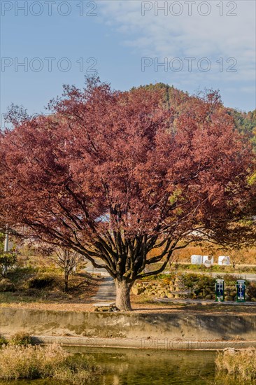 A solitary tree with vibrant red autumn leaves standing by calm water under a blue sky, in South Korea