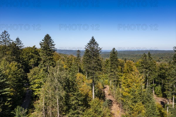 Forest, Spessart Hochstrasse, near Heigenbruecken Spessart, Lower Franconia, Franconia, Bavaria, Germany, Europe