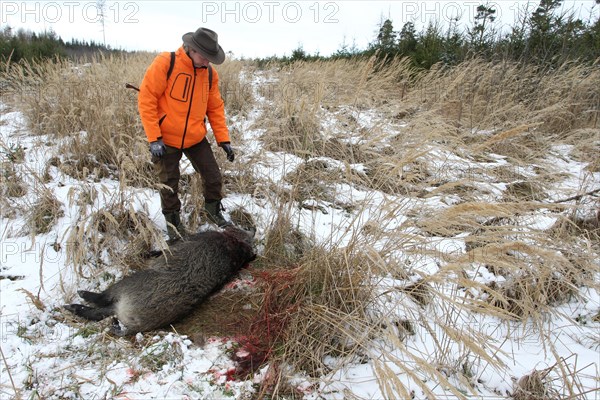 Wild boar hunt, hunter with safety waistcoat and shot wild boar (Sus scrofa) in the snow, Allgaeu, Bavaria, Germany, Europe