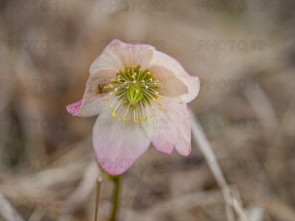 Christmas rose (Helleborus niger), near Tragoess, Styria, Austria, Europe