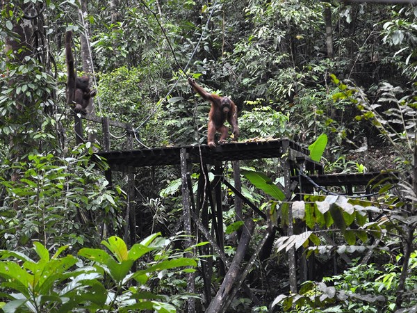 Semenggoh Nature Reserve, Pongo pygmaeus, sarawak, malaysia