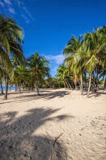 Romantic Caribbean sandy beach with palm trees, turquoise-coloured sea. Morning landscape shot at sunrise in Plage de Bois Jolan, Guadeloupe, French Antilles, North America