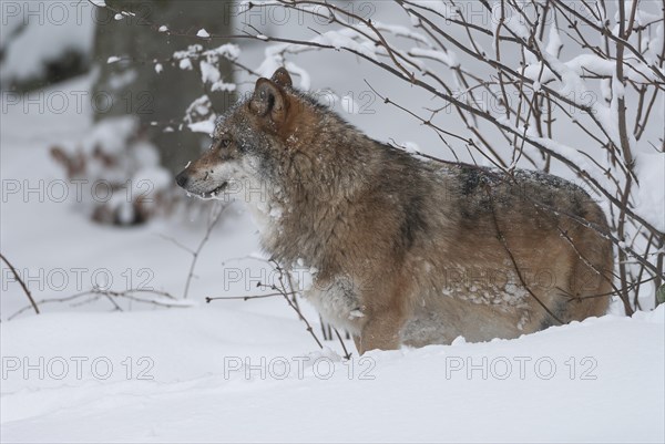Gray wolf (Canis lupus) standing in the snow and looking attentively, captive, Bavaria, Germany, Europe