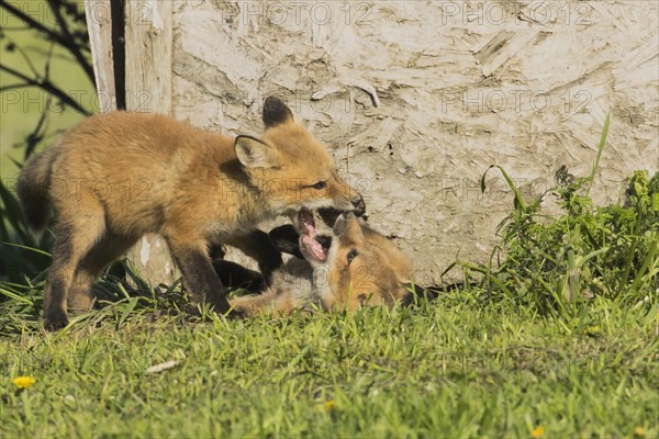 Red fox. Vulpes vulpes. Red fox cubs playing together in a meadow. Province of Quebec. Canada