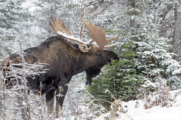 Moose. Alces alces. Bull moose feeding with white spruce in late fall, in a snow-covered forest. Gaspesie conservation park. Province of Quebec. Canada