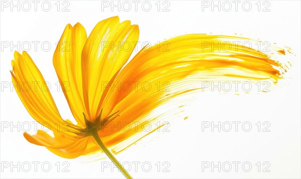 Colored brush stroke shaping a chamomile petal, soft yellow chamomile flower on white background AI generated
