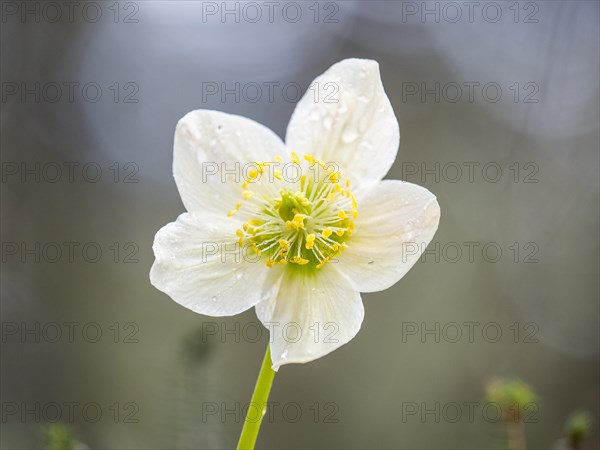 Christmas rose (Helleborus niger), near Tragoess, Styria, Austria, Europe