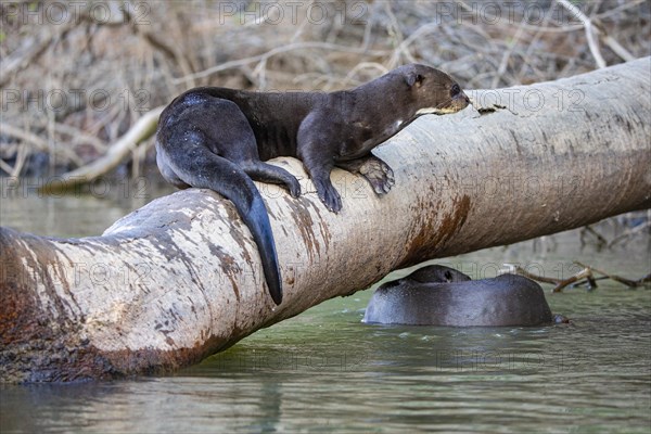 Giant otter (Pteronura brasiliensis) Pantanal Brazil