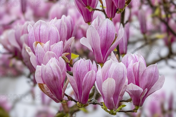 Blossoms of a magnolia (Magnolia), magnolia blossom, magnolia x soulangeana (Magnolia xsoulangeana), Offenbach am Main, Hesse, Germany, Europe