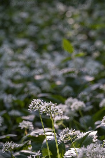 Ramson (Allium ursinum), in the forest, Bavaria, Germany, Europe