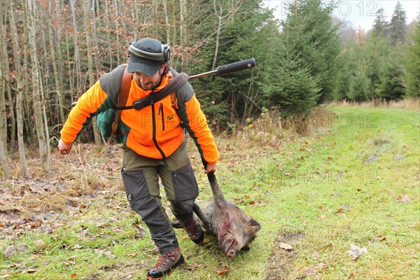 Wild boar hunting, hunter with hearing protection and rifle with silencer pulls shot wild boar (Sus scrofa) on forest path, Allgaeu, Bavaria, Germany, Europe