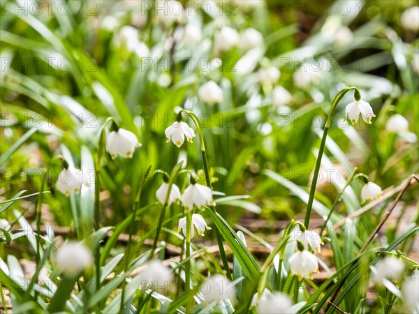 Spring snowdrop (Leucojum vernum), March snowdrop, March bell, large snowdrop. Amaryllis family (Amaryllidaceae), Jassing, Styria, Austria, Europe