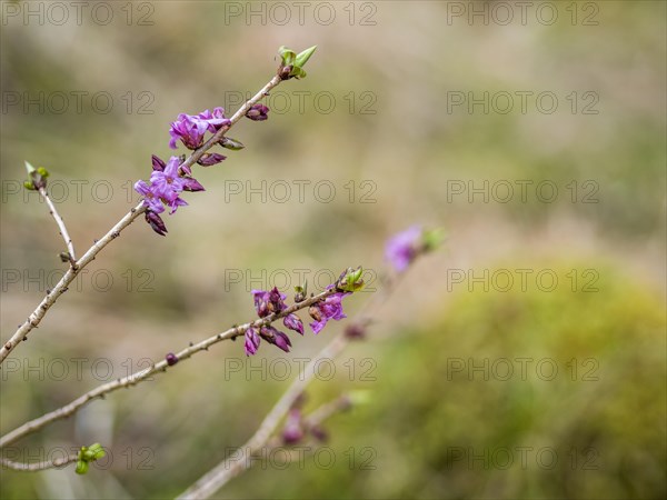 Mezereon (Daphne mezereum), near Tragoess, Styria, Austria, Europe