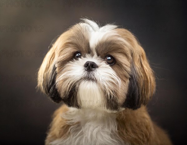 Dog, Shih-Tzu, portrait, head only, puppies, dark background, AI generated, AI generated