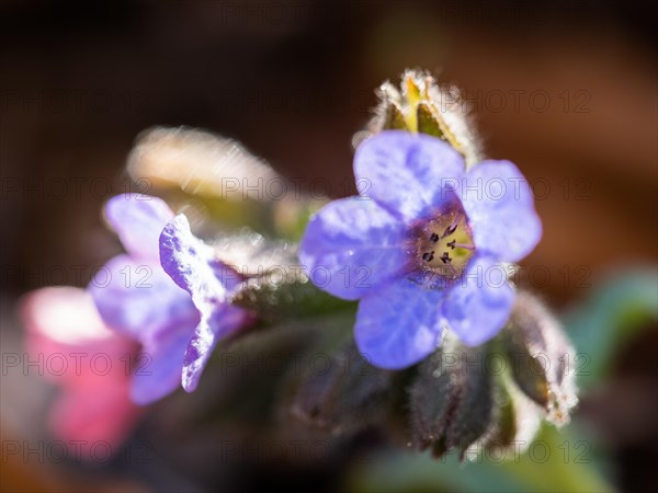 True lungwort or common lungwort (Pulmonaria officinalis), flowers, Leoben, Styria, Austria, Europe