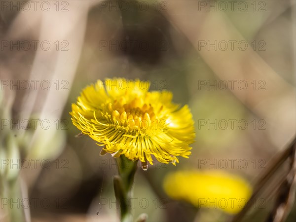 Coltsfoot (Tussilago farfara), Leoben, Styria, Austria, Europe