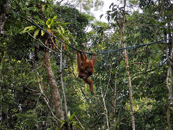 Semenggoh Nature Reserve, Pongo pygmaeus, sarawak, malaysia