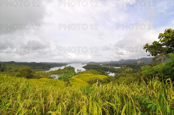 Forest, sarawak, malaysia