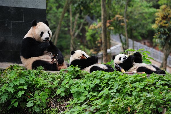 Bifengxia Panda Center, sichuan, china