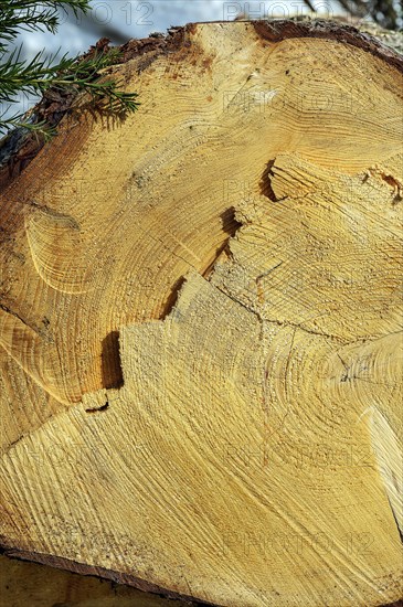 Cut through a tree trunk with annual rings and traces of the chainsaw, Allgaeu, Swabia, Bavaria, Germany, Europe