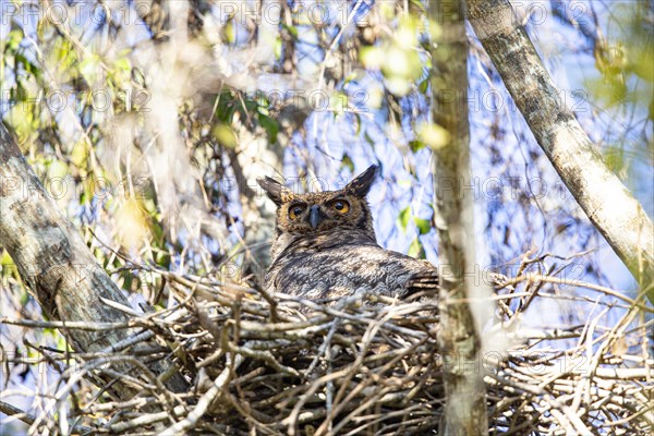 Virginia eagle owl (Bubo virginianus) Pantanal Brazil