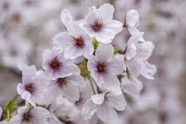 Japanese cherry (Prunus serrulata), Emsland, Lower Saxony, Germany, Europe