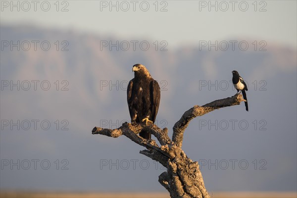 Iberian Eagle, Spanish Imperial Eagle (Aquila adalberti) and european magpie (Pica pica), Extremadura, Castilla La Mancha, Spain, Europe