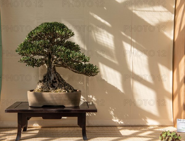 Bonsai