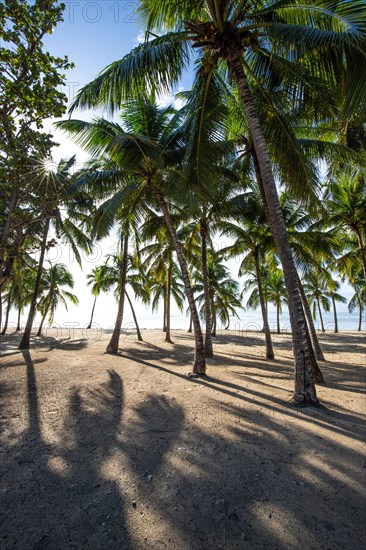 Romantic Caribbean sandy beach with palm trees, turquoise-coloured sea. Morning landscape shot at sunrise in Plage de Bois Jolan, Guadeloupe, French Antilles, North America