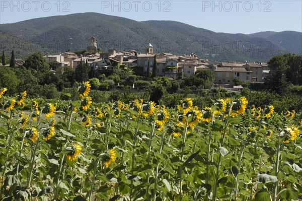 Lourmarin bell tower, Parc Naturel Regional du Luberon, Vaucluse, Provence, France, Europe