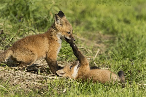 Red fox. Vulpes vulpes. Red fox cubs playing together in a meadow. Province of Quebec. Canada