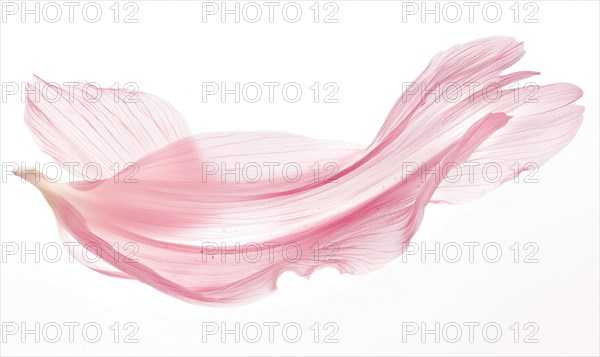 A lone brush stroke creating a chamomile petal. Pastel pink paint stroke on white background AI generated