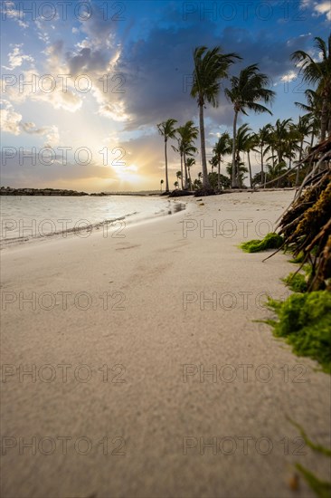 Caribbean dream beach with palm trees, white sandy beach and turquoise-coloured, crystal-clear water in the sea. Shallow bay at sunset. Plage de Sainte Anne, Grande Terre, Guadeloupe, French Antilles, North America