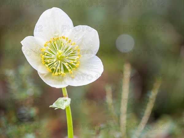 Christmas rose (Helleborus niger), near Tragoess, Styria, Austria, Europe