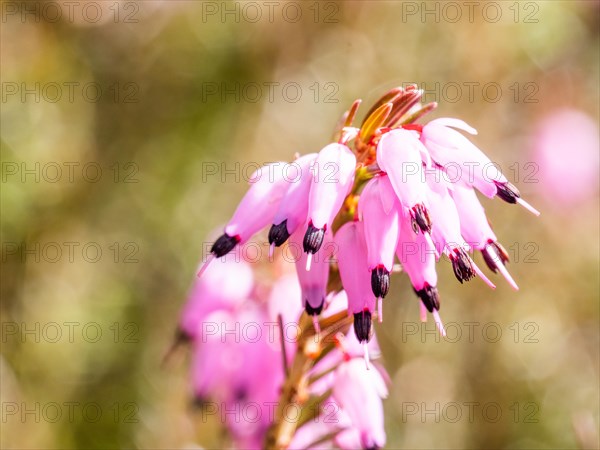 Flowering heather (Erica), near Tragoess, Styria, Austria, Europe