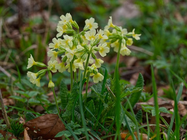 Common cowslip (Primula veris) in the forest