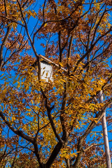 Close-up of a street lamp entangled in branches with autumn yellow leaves, in South Korea