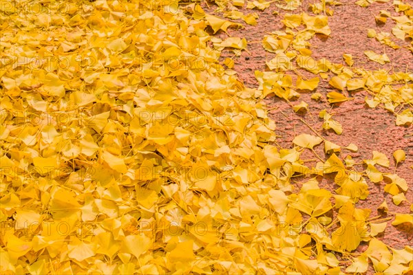 Closeup of gingko leaves laying on urban street