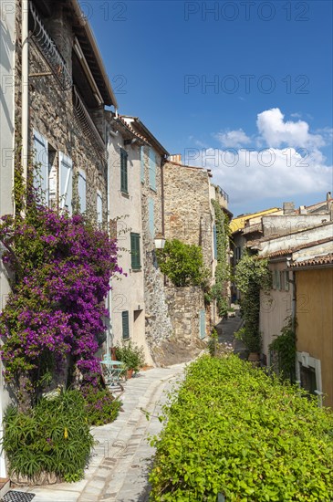 Typical alley in the old town with bougainvillea on the facades, Grimaud-Village, Var, Provence-Alpes-Cote d'Azur, France, Europe