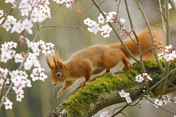 Eurasian red squirrel (Sciurus vulgaris) running across a mossy branch in a flowering tree, Hesse, Germany, Europe