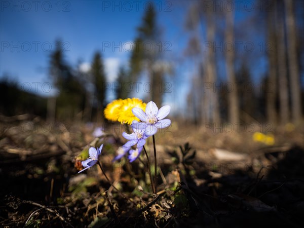 Liverwort (Hepatica nobilis), coltsfoot (Tussilago farfara) behind, Leoben, Styria, Austria, Europe