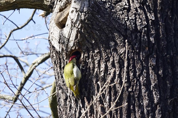 Green woodpecker on a tree, March, Germany, Europe