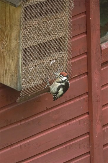 Great spotted woodpecker at an insect hotel, March, Germany, Europe