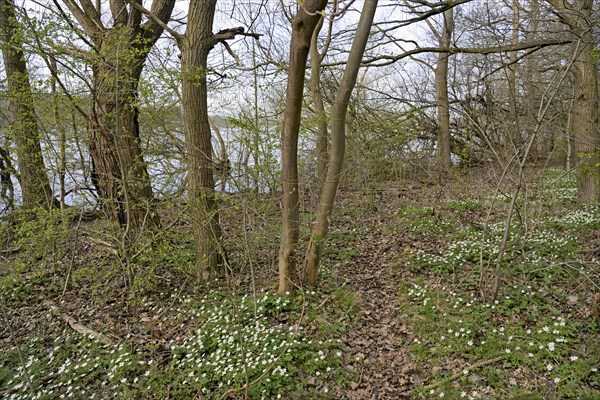 Wood anemone (Anemone nemorosa) blooming between deciduous trees at a lake, North Rhine-Westphalia, Germany, Europe