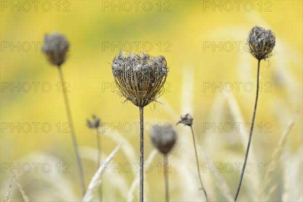 Wild carrot (Daucus carota subsp. carota), dried fruit stalks, Moselle, Rhineland-Palatinate, Germany, Europe