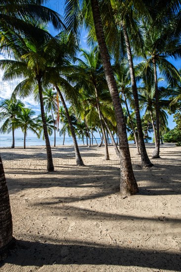 Romantic Caribbean sandy beach with palm trees, turquoise-coloured sea. Morning landscape shot at sunrise in Plage de Bois Jolan, Guadeloupe, French Antilles, North America